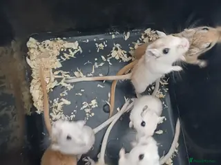 Gerbil rodents 6 female gerbil babies plus mum - Advert 17