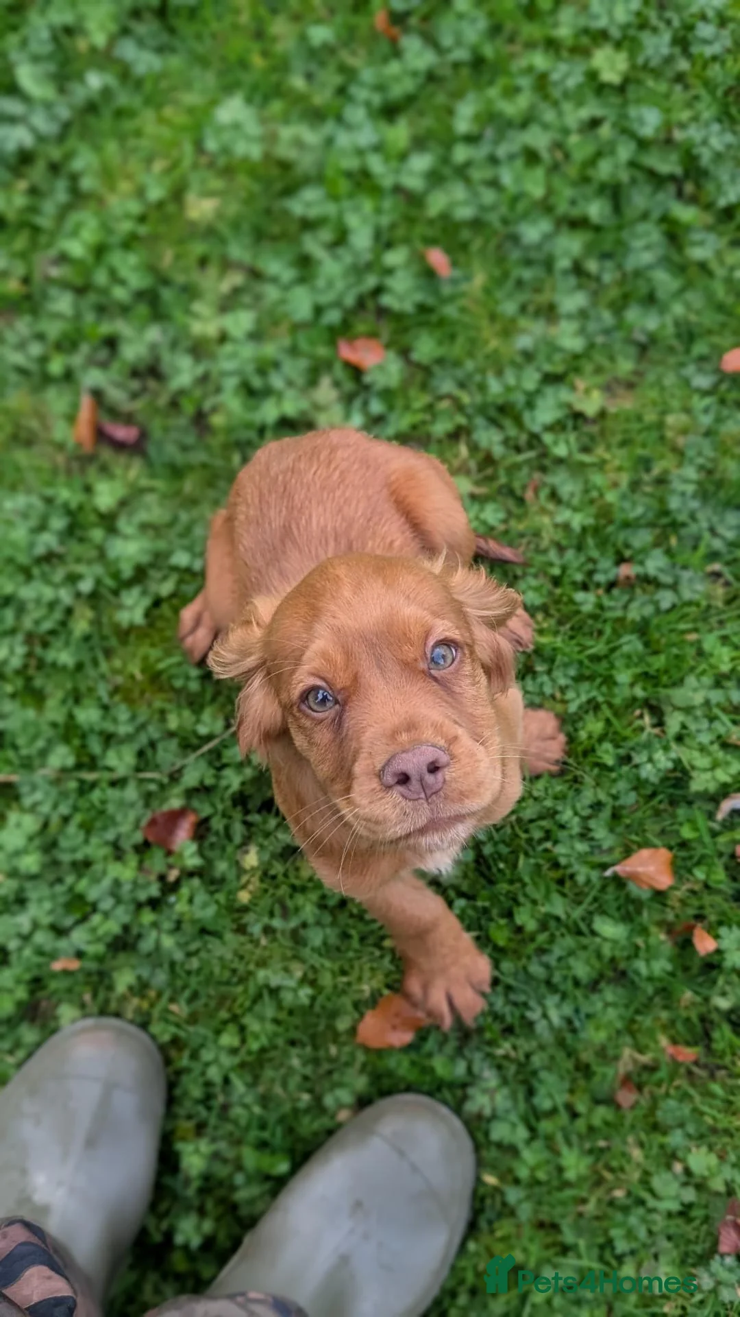 Cocker Spaniel dogs for sale: One male and one female golden cocker spaniel  - Advert 8