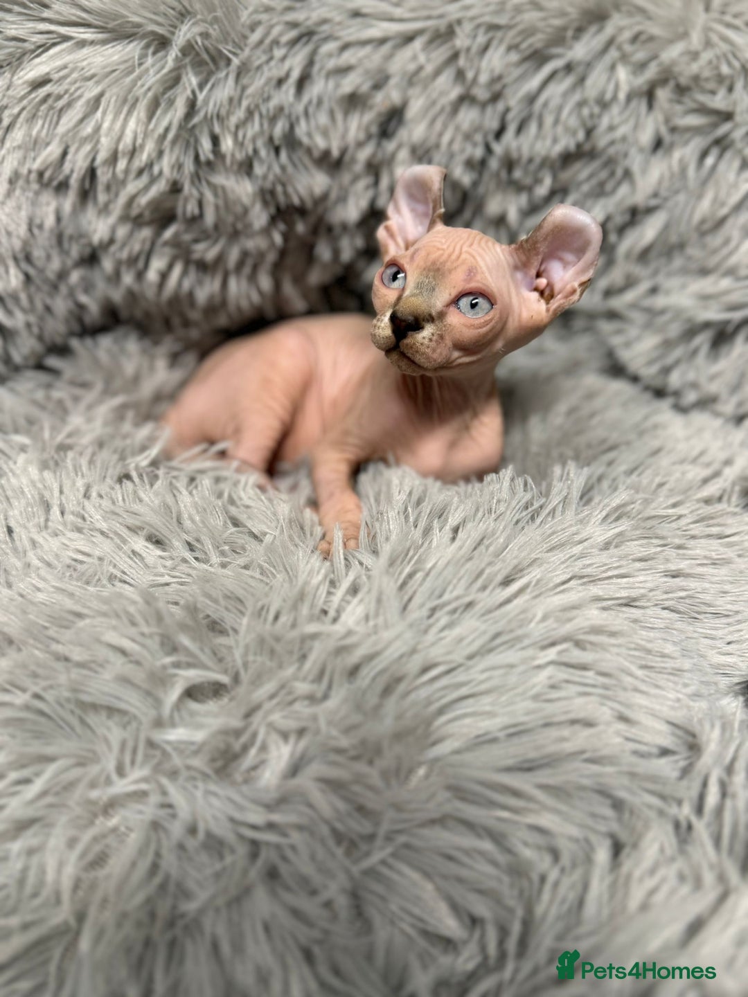 Sphynx cats for sale: TICA Reg Sphynx Kittens, Extensive Genetic Testing - Advert 9