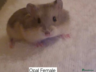 Hamster rodents 1 Stunning Baby campbell dwarf hamster 👀🏡 - Advert 3
