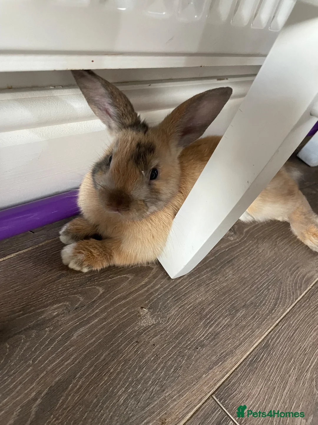 Mixed Breed rabbits for sale: Lion head x Holland lop babies  - Advert 2