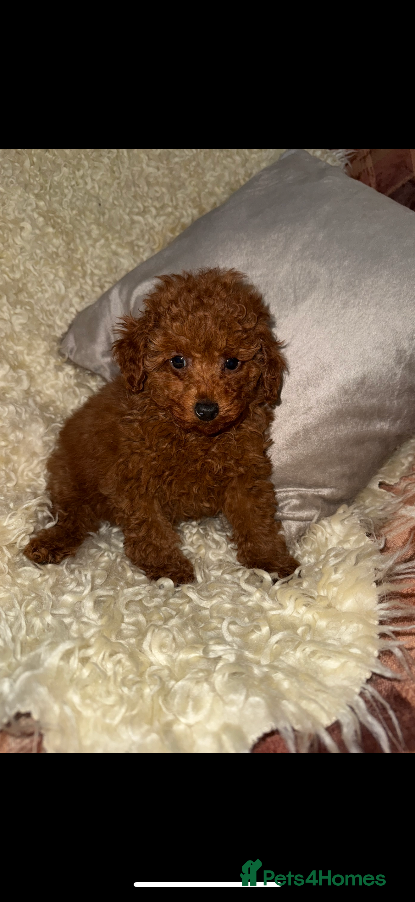 Toy Poodle dogs ❤️❤️Deep Red Petite KC Toy Poodles❤️❤️ - Advert 13