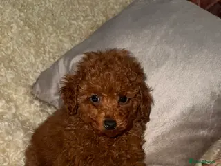 Toy Poodle dogs ❤️❤️Deep Red Petite KC Toy Poodles❤️❤️ - Advert 13
