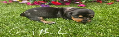 Dachshund 5