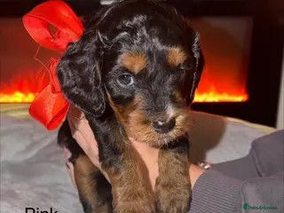 Sproodle dogs Beautiful sproodle puppies - Advert 6