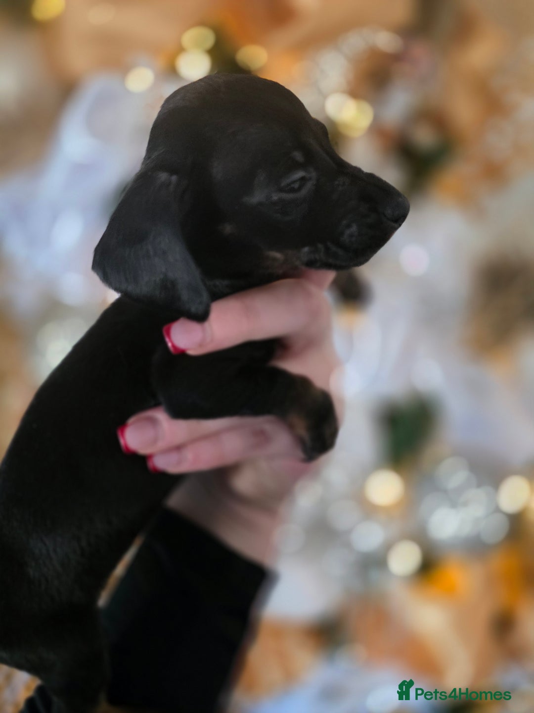 Dachshund dogs for sale: Daschund puppies - Advert 9