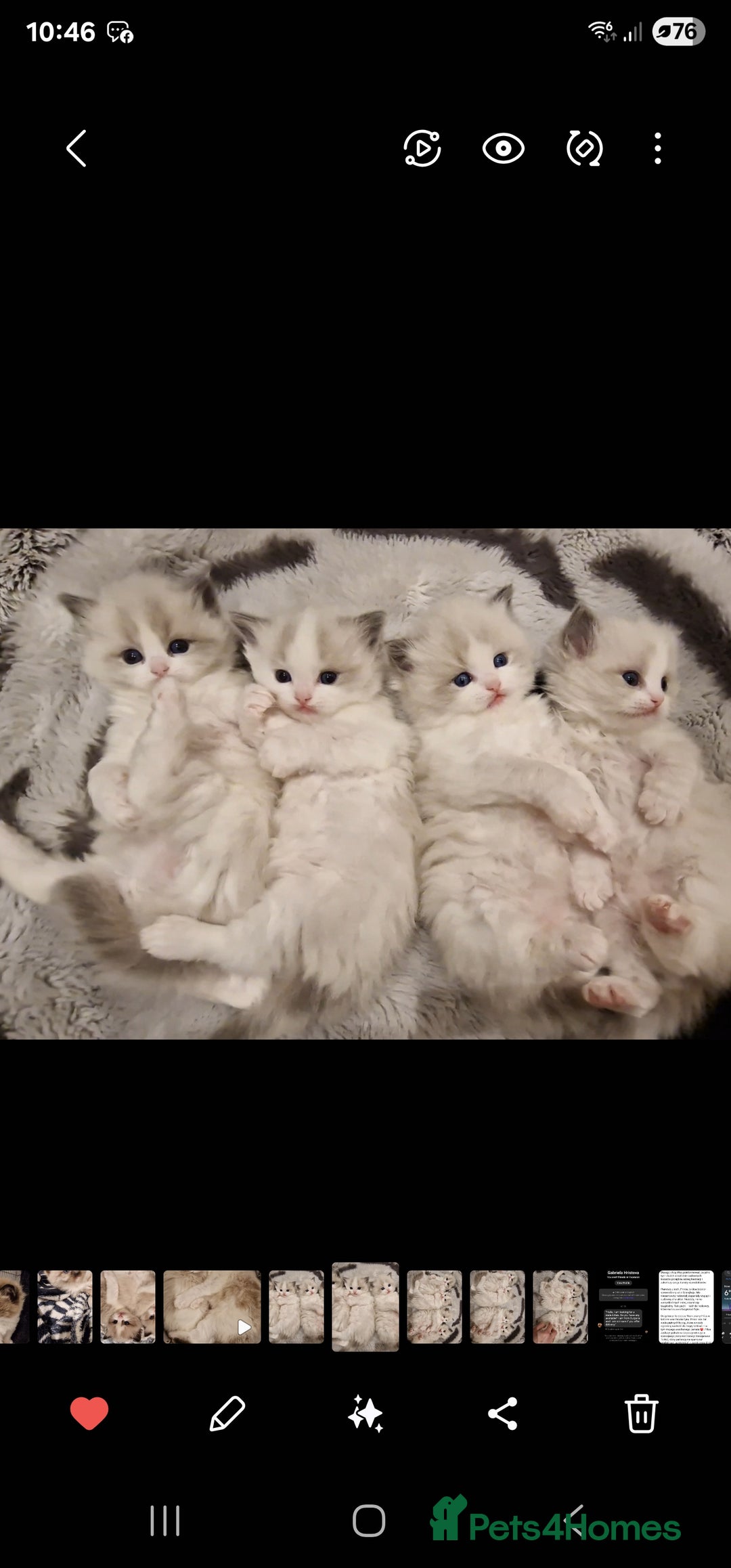 Ragdoll cats for sale: 🩷✨️NEW WAITING LIST Exclusive cute Kittens✨️🩷🏆 - Advert 11