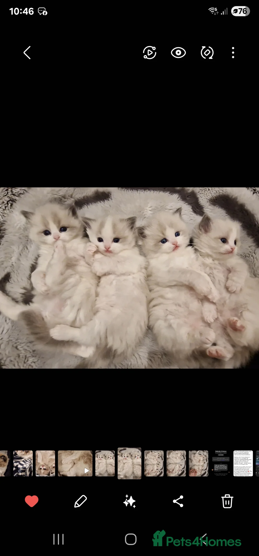 Ragdoll cats for sale: 🎀✨️Exclusive top quality kittens🎀 from🏆lines✨️ - Advert 11