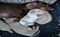 Miniature Dachshund dogs for sale: KC  miniature  dachshunds  - Image 7