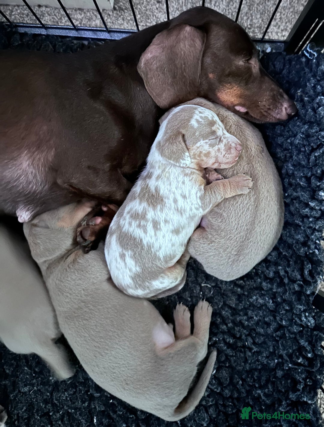 Miniature Dachshund dogs for sale: KC  miniature  dachshunds  - Image 7