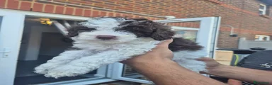 Cockapoo 2