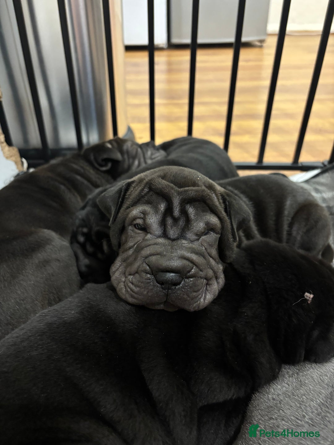 Shar Pei dogs for sale: Healthy Shar Pei puppies - Advert 16