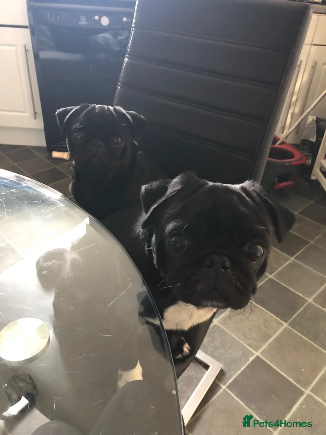 Pug dogs for sale: Male and Female pug for rehoming  in Newark - Advert 2