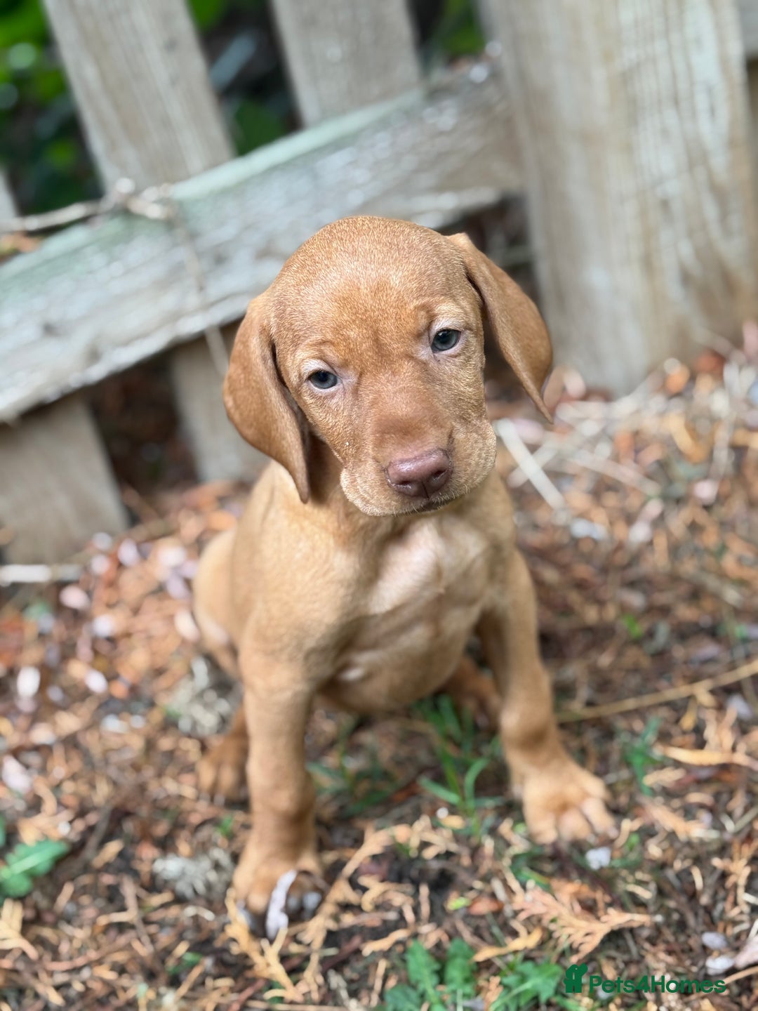 Hungarian Vizsla dogs for sale: PEDIGREE VIZSLA PUPS HIP & ELBOW TESTED PARENTS   - Image 8