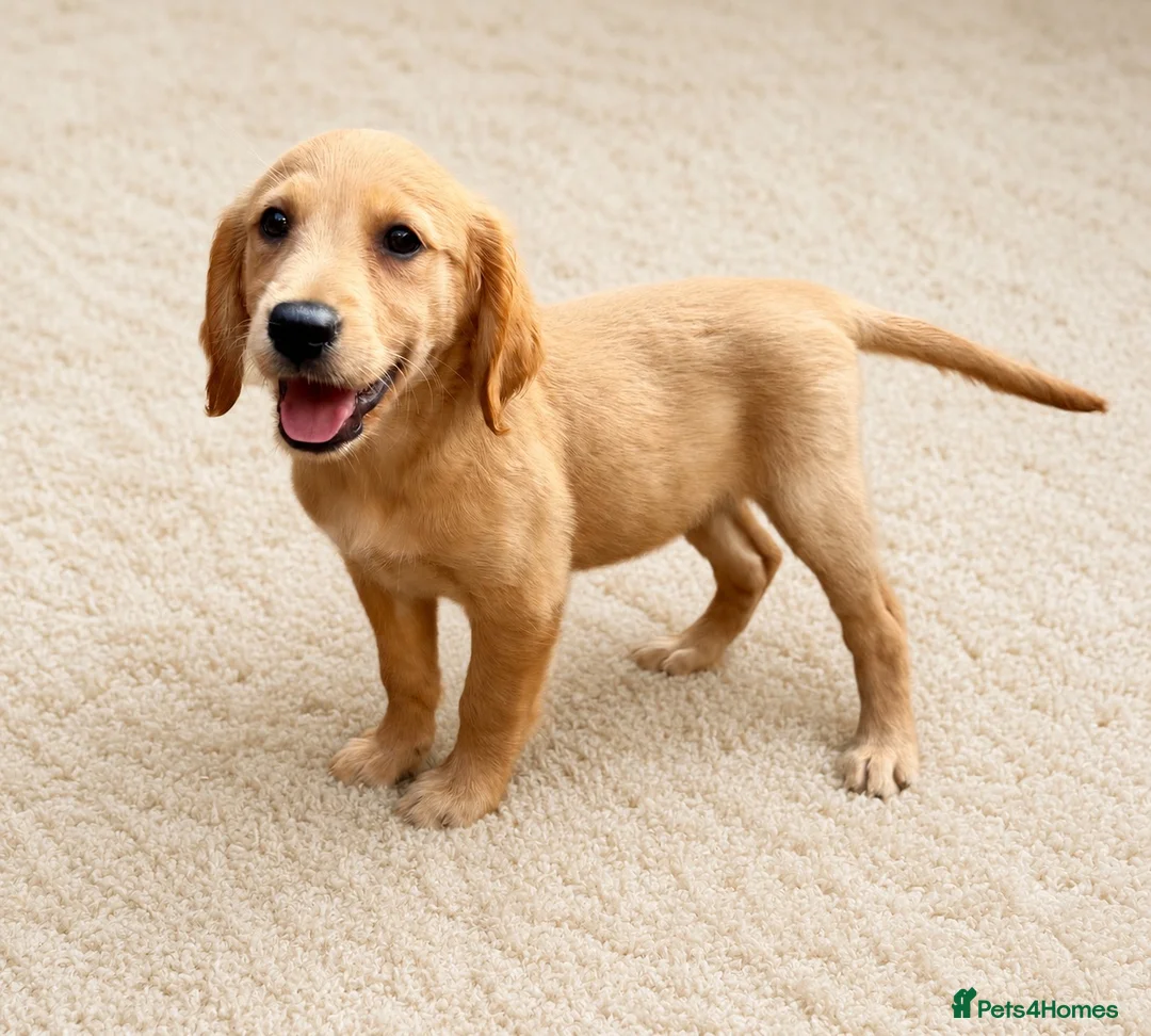 Golden Retriever dogs for sale: 1girl💕 ready to leave golden retrievers 🐶 - Advert 2