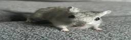 Gerbil rodents for sale: 2 friendly male gerbils - Advert 2