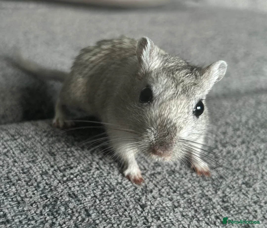 Gerbil rodents for sale: 2 friendly male gerbils - Advert 2