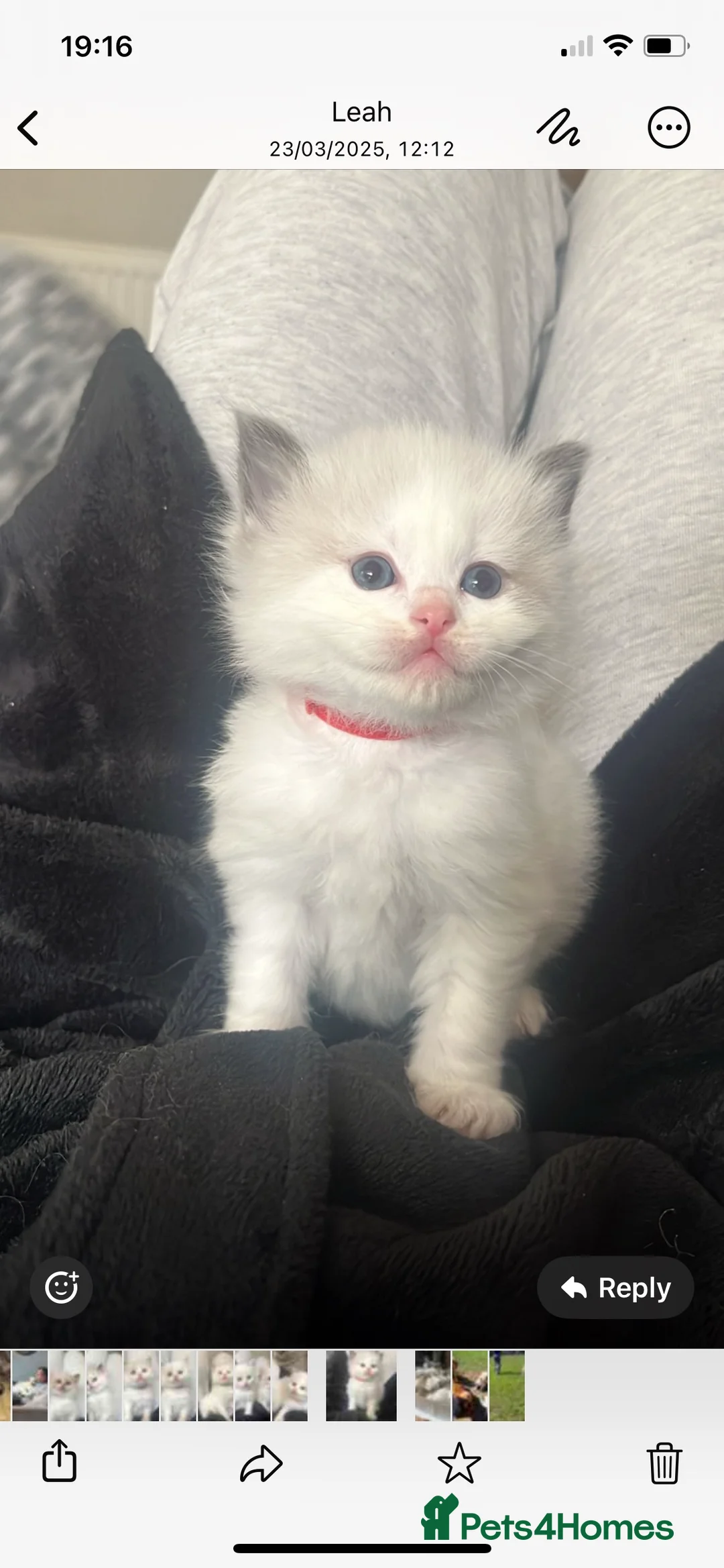 Ragdoll cats for stud: Seal Lynx Ragdoll Stud TICA in Colchester - Advert 8