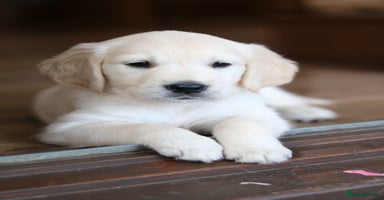 Golden Retriever dogs - Advert 4