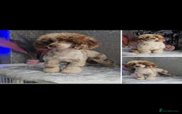 Miniature Poodle dogs for stud: Chocolate merle miniature poodle stud - Image 6