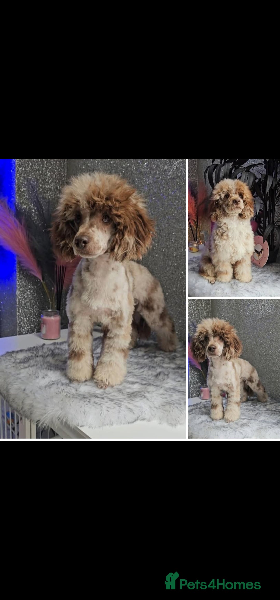 Miniature Poodle dogs for stud: Chocolate merle miniature poodle stud - Image 6