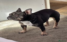 French Bulldog dogs for sale: Kc registered 12 week old French. Bulldogs  - Image 35