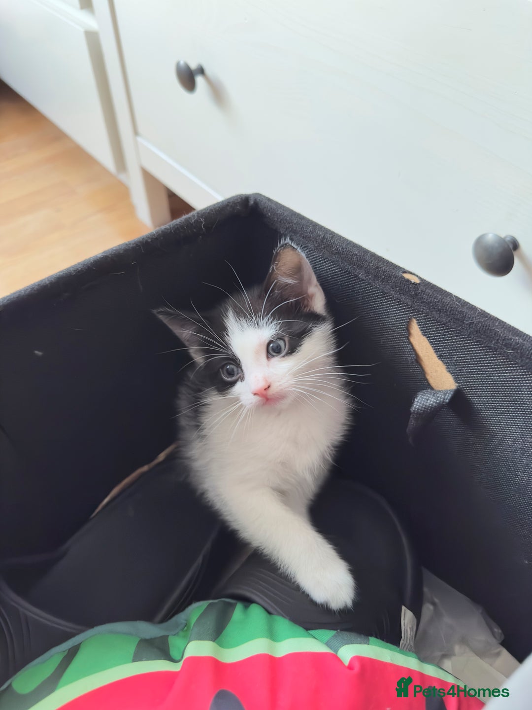 British Shorthair cats for sale: Healthy 8-Week-Old Kittens – Loving Homes Only - Advert 5