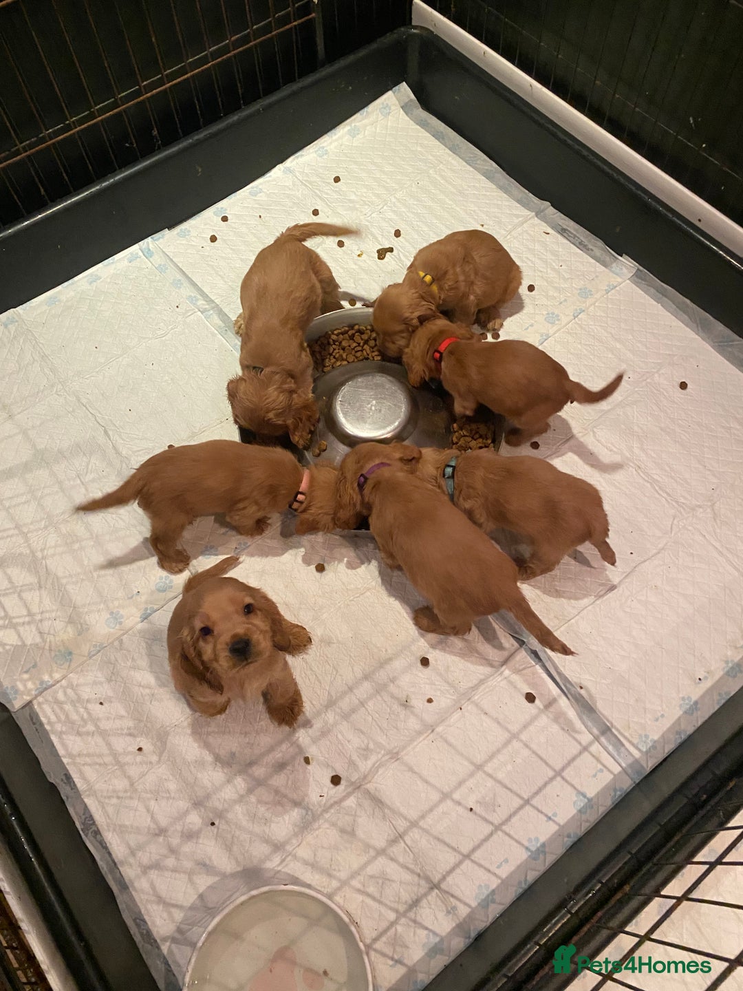 Cocker Spaniel dogs for sale: KC Reg Show Type Golden Cocker Spaniel puppies - Image 13