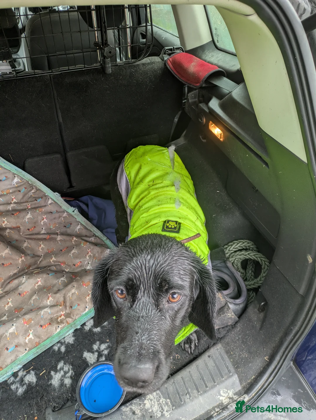 Springador dogs for sale: 3 year old female Springador - Advert 5