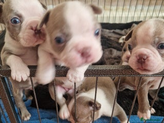 Boston Terrier dogs Beautiful Boston terrier puppies for sale - Advert 3