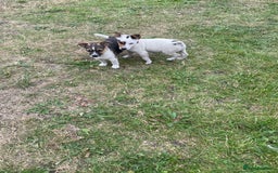 Jack Russell dogs for sale: Jack Russel puppies for sale - Image 8