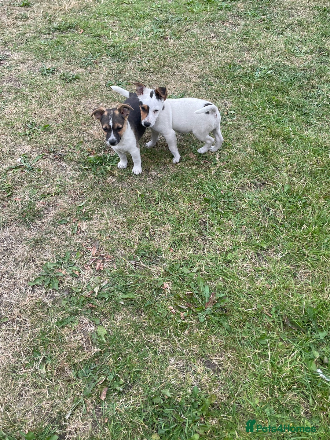 Jack Russell dogs for sale: Jack Russel puppies for sale - Image 8