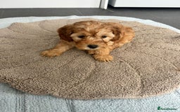 Cockapoo dogs for sale: Beautiful coloured cockapoo pups - Image 6