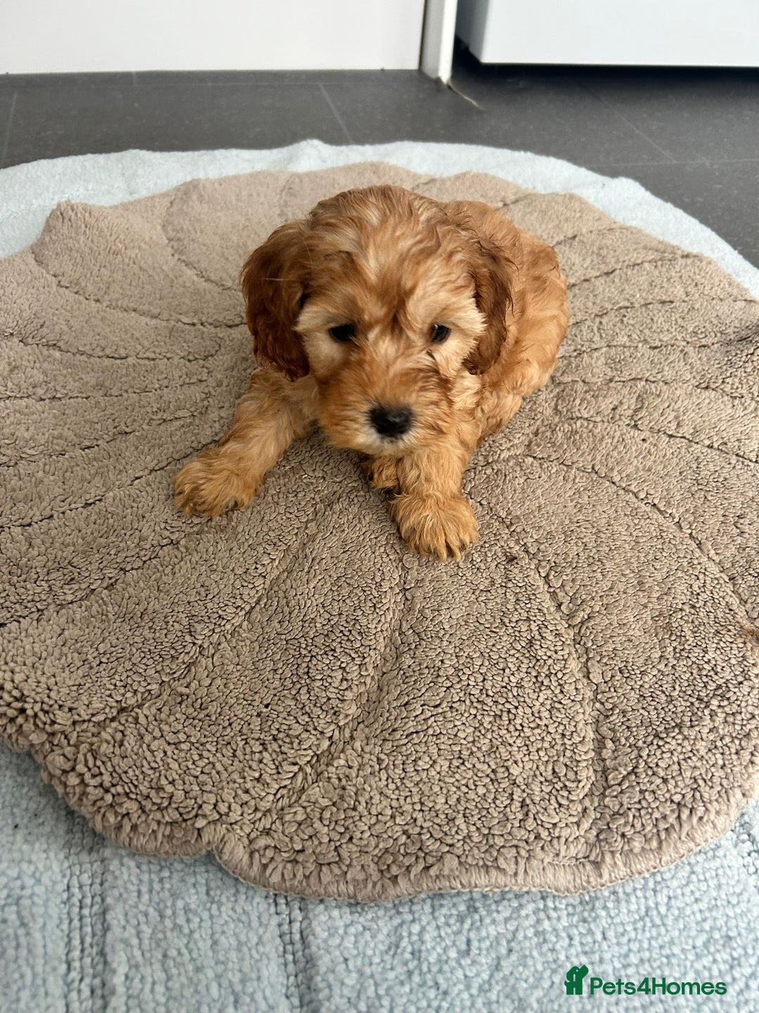 Cockapoo dogs for sale: Beautiful coloured cockapoo pups - Image 6
