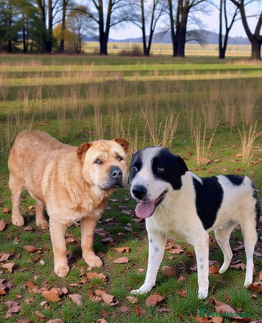 Mixed Breed dogs 🐾💔 Two souls urgently in need for home 💔🐾 - Advert 1