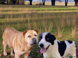 Mixed Breed dogs ๐พ๐ Two souls urgently in need for home ๐๐พ - Advert 1