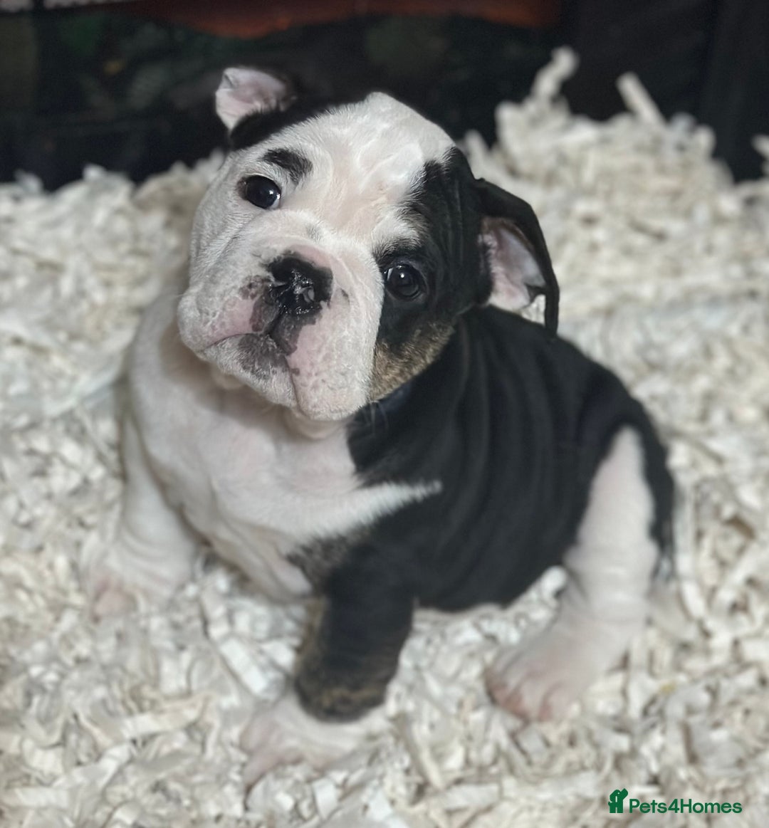 English Bulldog dogs for sale: 🌟Ready Now!🌟 - Advert 8