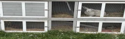 Mixed Breed rabbits for sale: Bonded pair of rabbits  in Salisbury - Advert 3