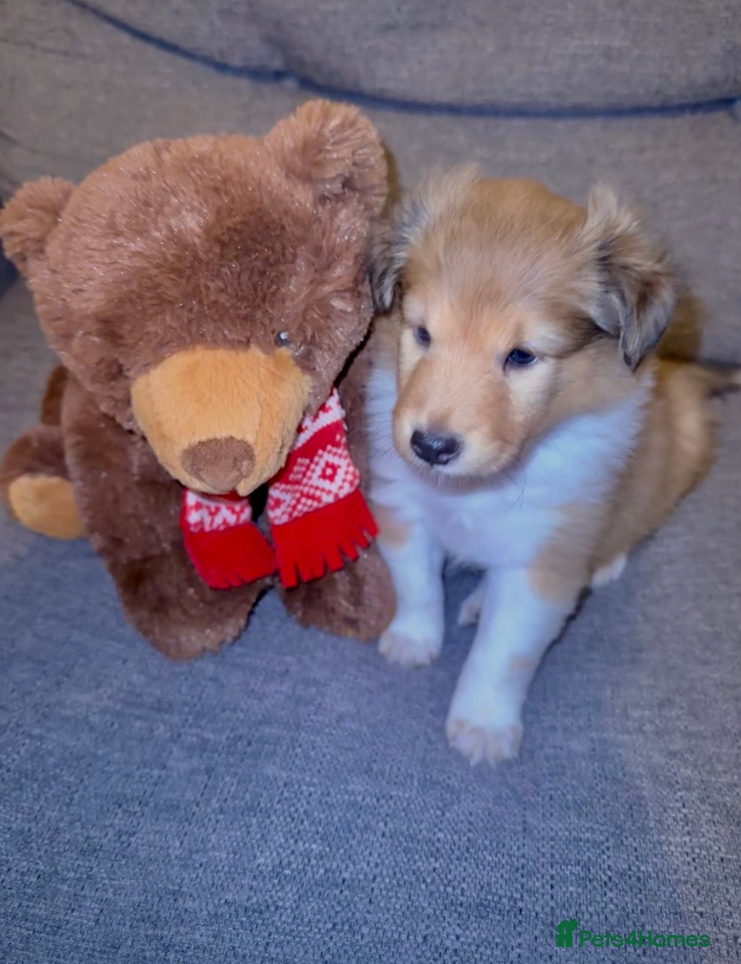 Shetland Sheepdog dogs for sale: Sable & white Male Shetland Sheepdog Puppy - Advert 4