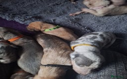 Lurcher dogs for sale: Saluki Lurcher  - Image 28