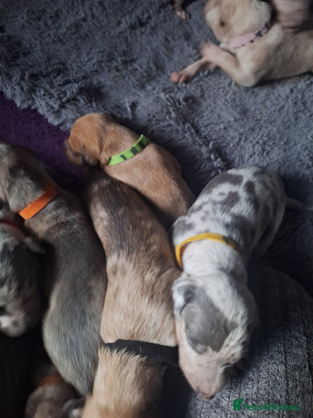 Lurcher dogs for sale: Saluki Lurcher  - Image 28