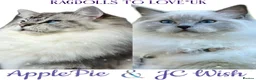 Ragdoll cats for sale: GCCF / European bloodline ragdoll kittens  - Advert 29