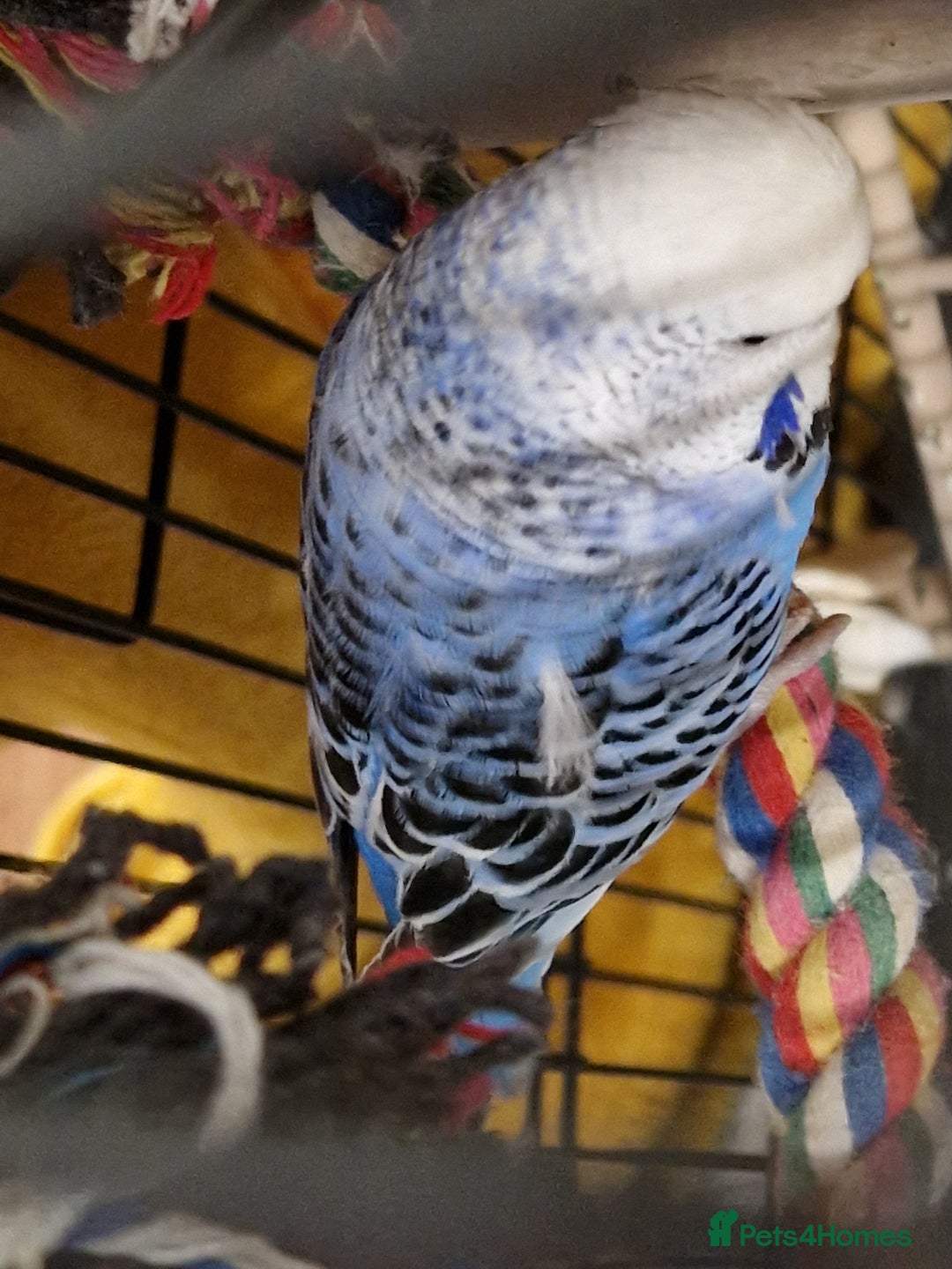 Budgerigars birds for sale: 2 Talkative blue and white budgies - Advert 3