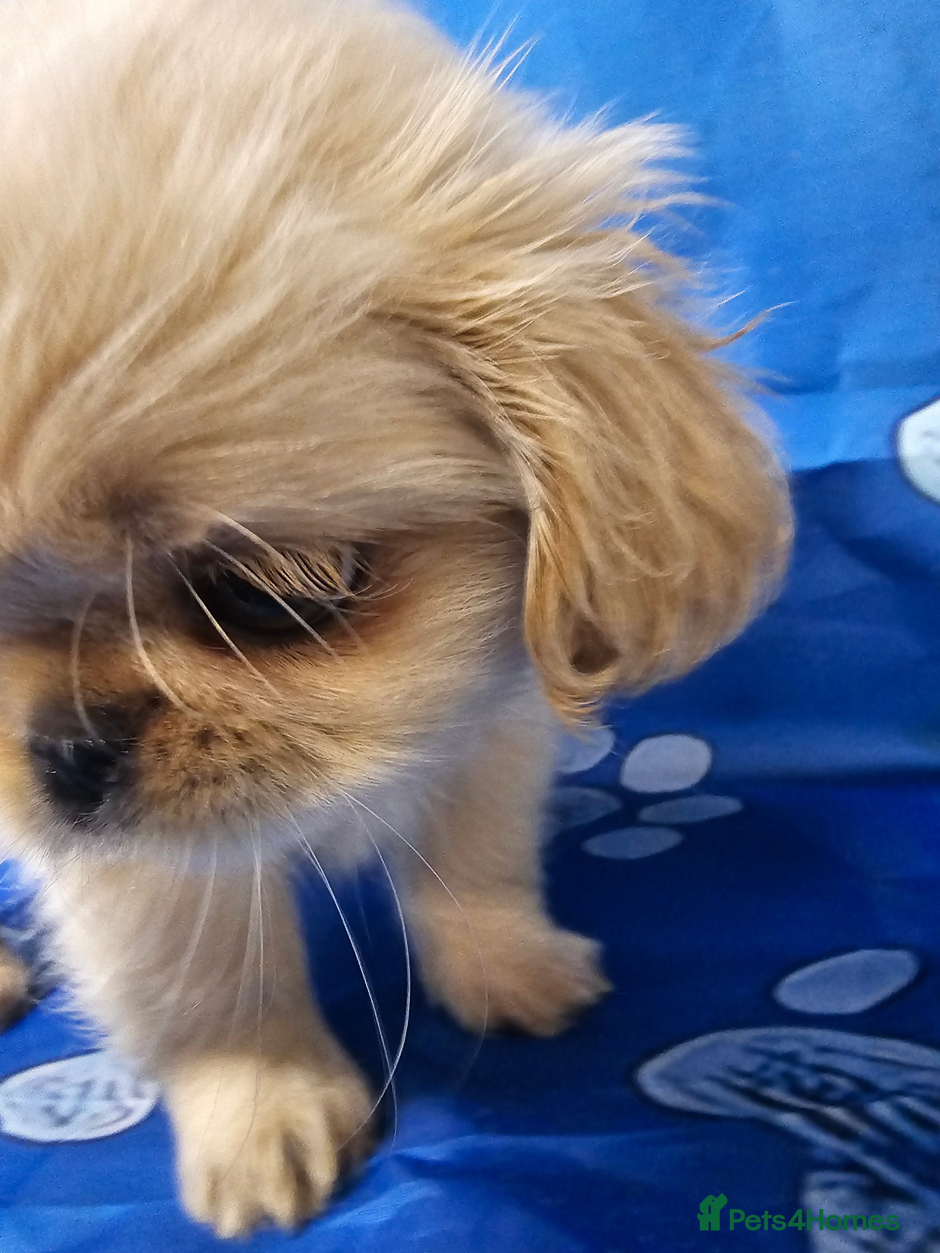 Shih Tzu dogs Pedigree smallest possible size Shih Tzu - Advert 18