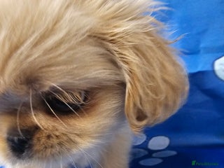 Shih Tzu dogs Pedigree smallest possible size Shih Tzu - Advert 18