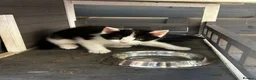Persian cats for sale: Kitten - Advert 9