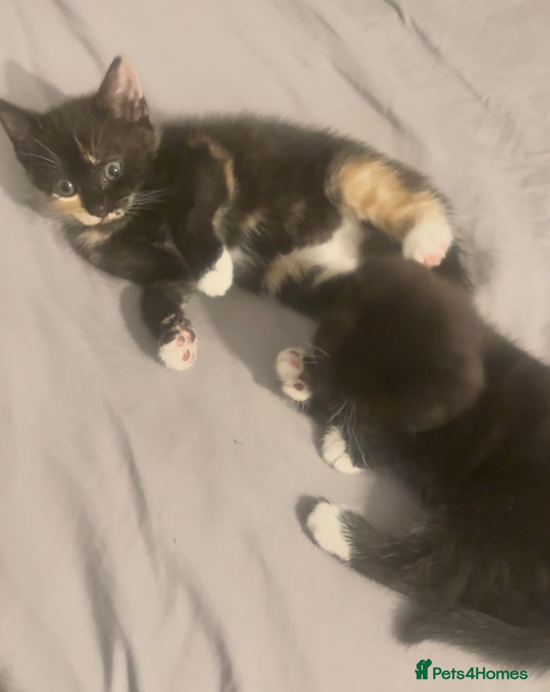 Mixed Breed cats for sale: Delightful mix-breed Siamese-black calico-kittens - Image 24