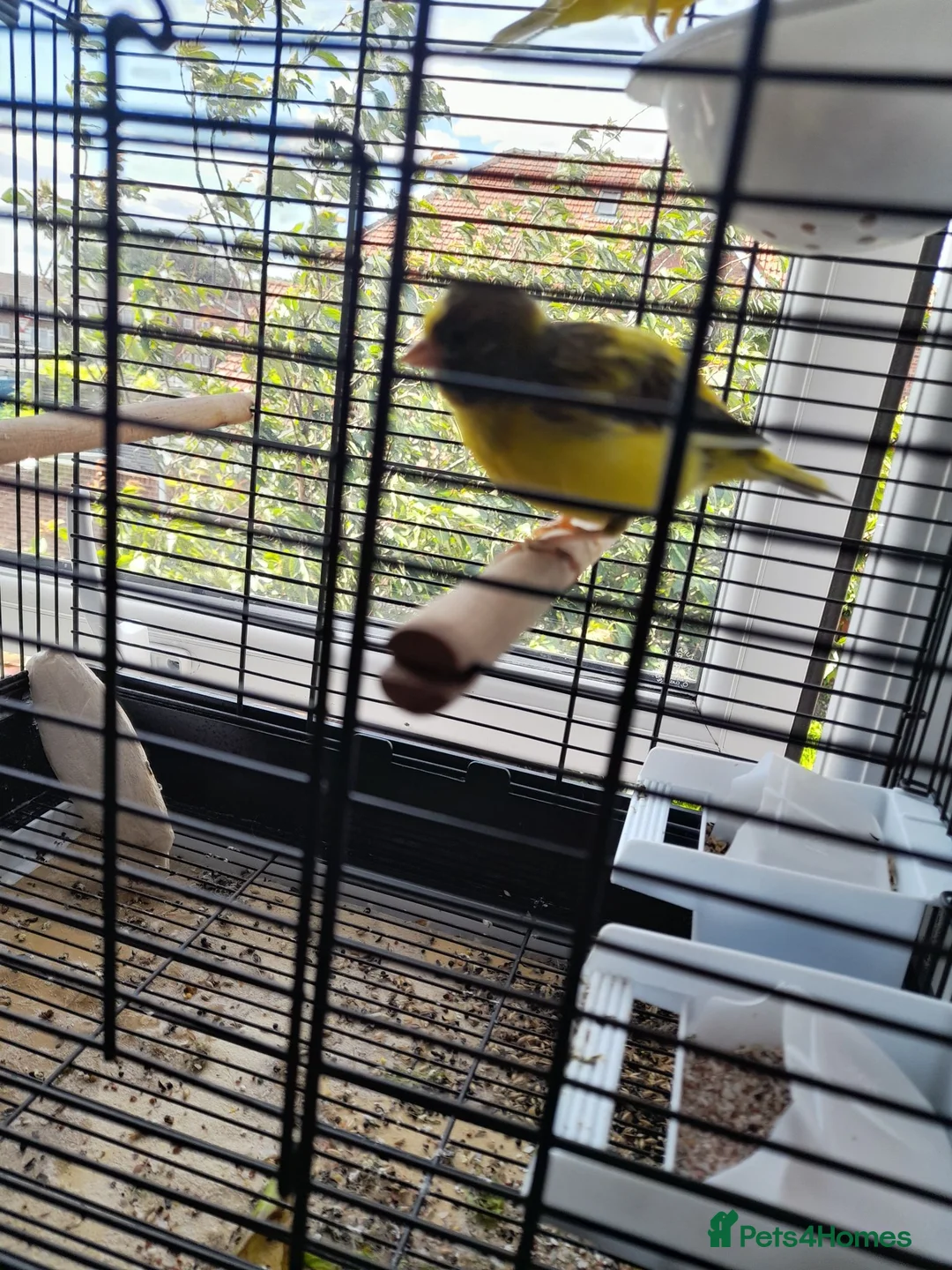 Canaries birds for sale: Canaries in Sunderland - Advert 4