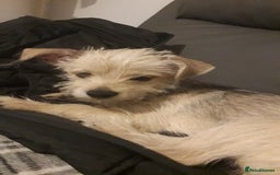 Mixed Breed dogs for sale: Jackhuahua boy 4monts old - Image 2