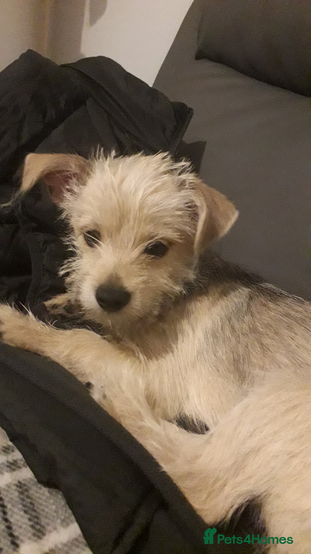 Mixed Breed dogs for sale: Jackhuahua boy 4monts old - Image 2